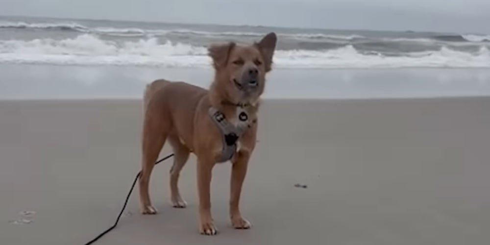 Street Puppy Vanishes for Months, Then Finds a Forever Home