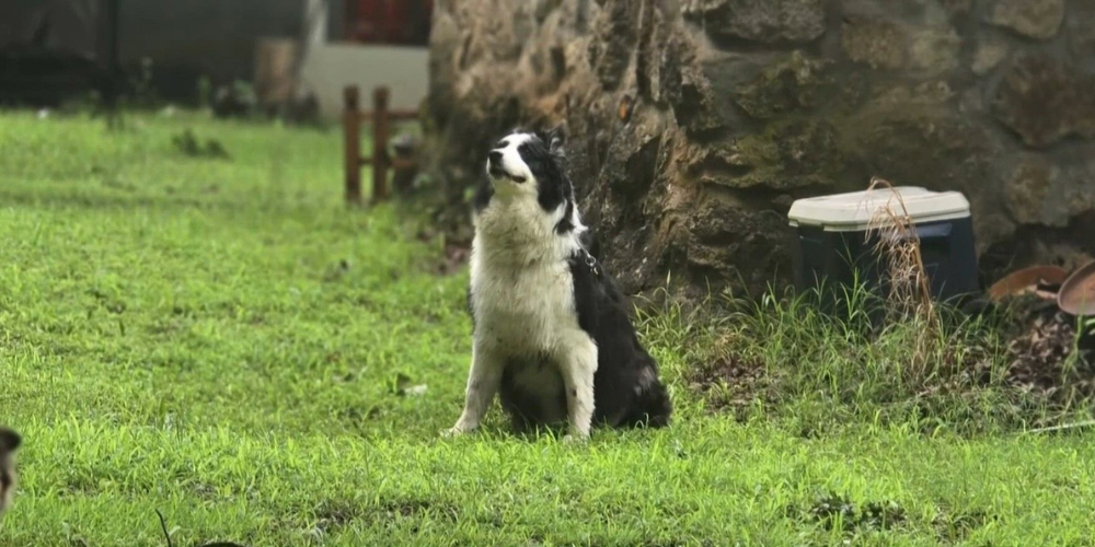 Missing Dog Found 1,000 Miles From Home, Reunited With Owner