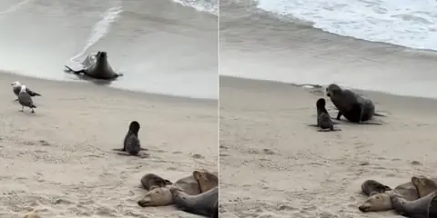 Sea Lion Pup Reunites With Mom After Emotional Separation